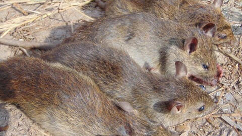 Phát hiện ra sáu loại virus corona trên động vật hoang dã ở Việt Nam