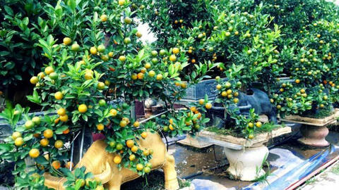 Nhà vườn Tứ Liên tấp nập khách ra vào chọn trâu vàng chở quất