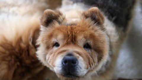 Người Hàn Quốc đổ xô mua thuốc tẩy giun cho chó để trị ung thư