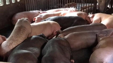 Giá heo hơi xuống dưới 60.000 đồng/kg