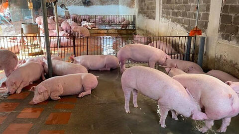 Giá heo hơi tiếp tục xu hướng giảm trên diện rộng