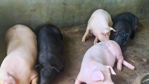 Giá heo hơi lại giảm nhẹ