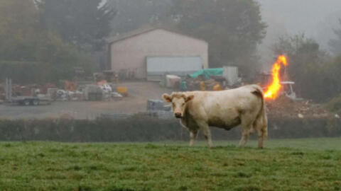 Trang trại phát nổ vì 90 chú bò đồng loạt "thả bom"