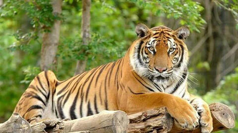 Xem tuổi xông đất 2022 cho gia chủ tuổi Nhâm Dần 1962