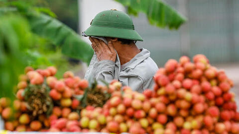 Bắc Giang thiếu khoảng 5.000 lao động thu hoạch vải