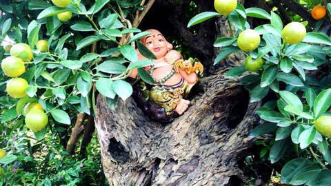 Quất cảnh gỗ lũa tại nhà vườn Tứ Liên có giá lên đến 50 triệu đồng