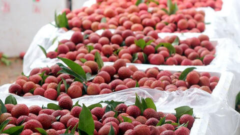 100 tấn vải thiều Việt Nam sắp xuất khẩu sang Úc