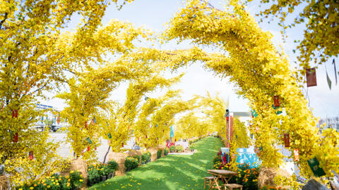 Thích thú với đường mai dài nhất Việt Nam