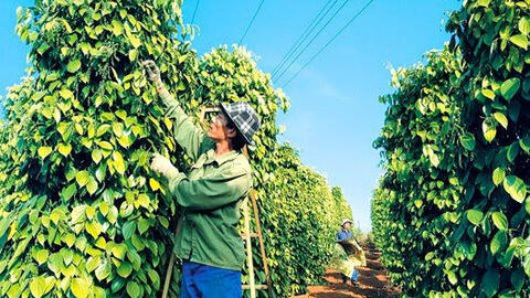 Giá tiêu tiếp tục tăng, lên gần 65.000 đồng/kg