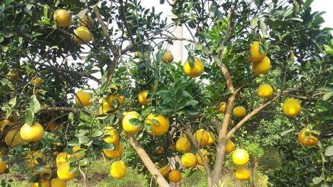 Cách mua bưởi Diễn cực chuẩn trong dịp tết