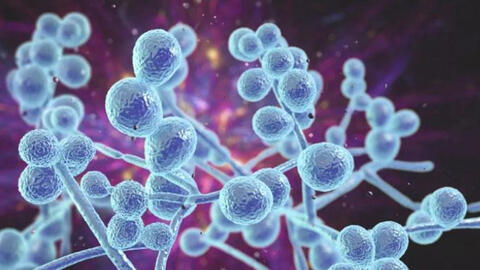 Dấu hiệu nhiễm nấm âm đạo điển hình chị em cần biết