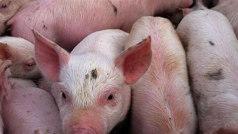 Giá heo hơi tiếp tục đà giảm vào ngày mai