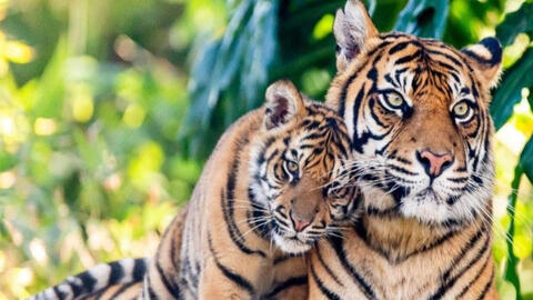 Ngày khai trương đẹp nhất năm 2022 cho tuổi Bính Dần 1986