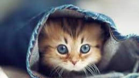 Xem tuổi xông đất 2022 cho gia chủ tuổi Ất Mão 1975