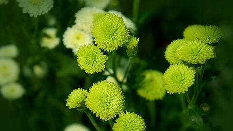 Không chỉ có Cúc họa mi, Việt Nam còn có nhiều loại cúc đẹp đến nao lòng