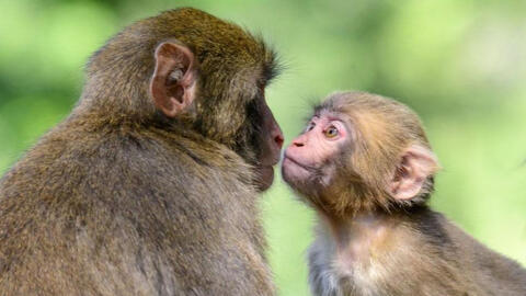 Xem tuổi xông đất 2022 cho gia chủ tuổi Mậu Thân 1968