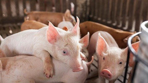 Giá heo hơi quay đầu tăng vào ngày mai?