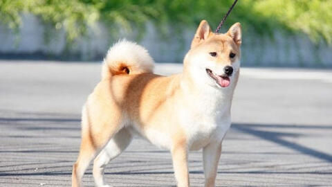 Ngày khai trương đẹp nhất năm 2022 cho tuổi Giáp Tuất 1994