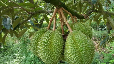 Giá thực phẩm ngày 12/7: Xoài, mít giảm giá, sầu riêng ổn định