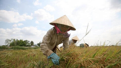 Đồng bằng sông Cửu Long thay đổi cơ cấu nông nghiệp sau khi Việt Nam tham gia COP26?