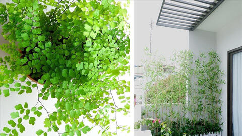 Vị trí cây xanh hợp phong thủy cho ban công, khai thông tài vận