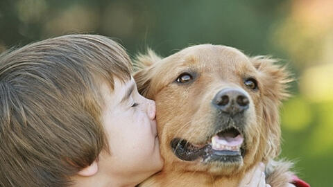 Sốc phản vệ, viêm não, phù nội tạng...vì thú cưng