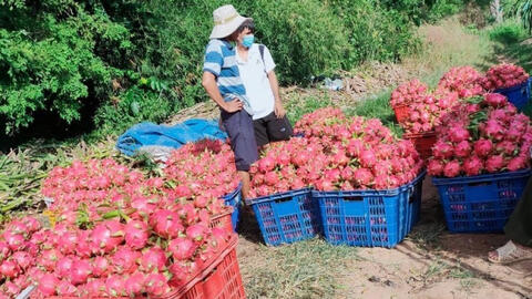 Thực hư thông tin siêu thị Anh ngừng bán thanh long Việt Nam
