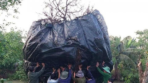 Đại gia Cần Thơ mua cây mai khủng giá 3,8 tỷ về ngắm