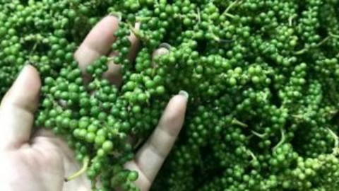 Xuất khẩu hồ tiêu hai tháng đầu năm giảm về lượng nhưng giá trị tăng vọt