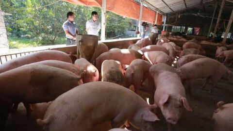 Việt Nam lần đầu tiên nhập khẩu heo sống nguyên con