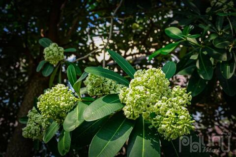 Câu chuyện loài hoa ngọt ngào đầu phố đêm đêm