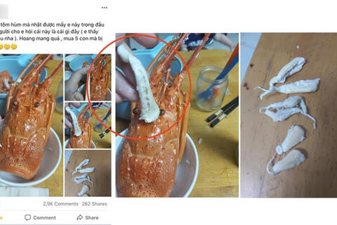 Sự thật về chuyện nhét cao su vào đầu tôm hùm, một nhầm lẫn tai hại mà không ít người mắc phải