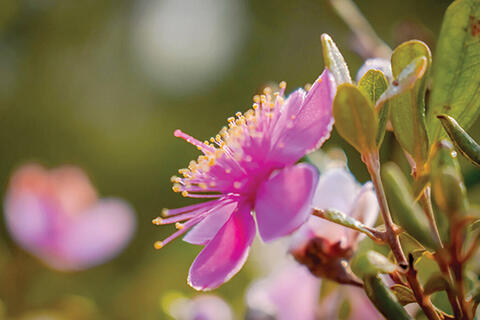 Đi qua những mùa sim