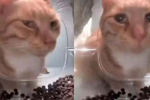 Bé mèo nổi tiếng chết ngay trên sóng livestream ứng dụng cho mèo hoang, nghi do hội ngược đãi động vật làm, lộ tin nhắn treo thưởng đến 600 USD