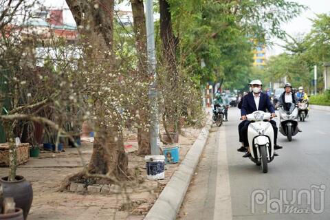 Hoa rừng xuống phố hút khách Thủ đô chơi Tết sớm