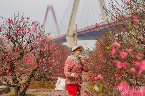 Đào Nhật Tân nở rộ đón tết Nguyên đán 2024