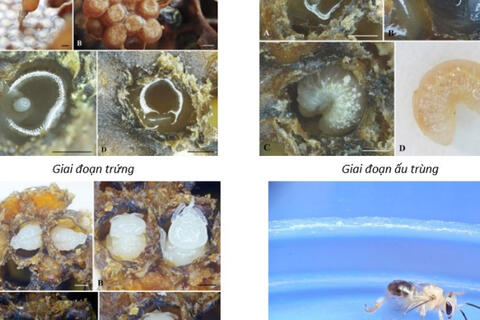 Ghi nhận mới nhiều loài ong mật ít dẫn liệu tại khu vực Tây Bắc