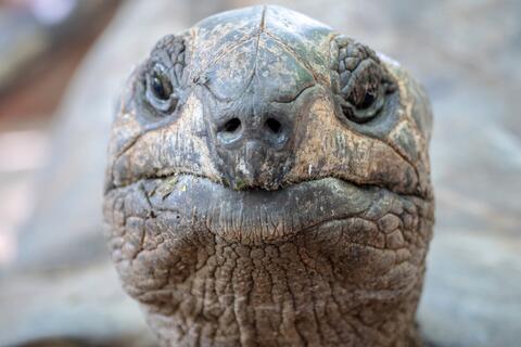 Tại sao rùa sống lâu như vậy?