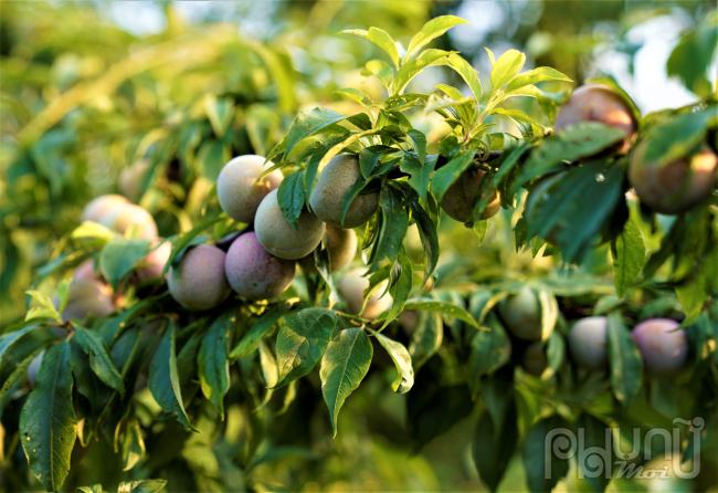 Hàng năm, thời điểm cuối tháng 5, đầu tháng 6, mận Tam Hoa ở huyện Bắc Hà lại đến vụ thu hoạch, những vườn mận nơi cao nguyên trắng, Bắc Hà (Lào Cai) vào mùa chín rộ