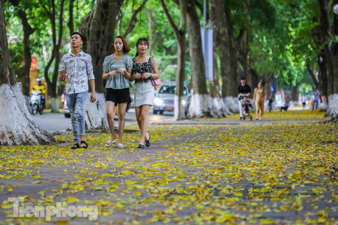 Đi trên những vỉa hè thông thoáng là xào xạc lớp lá vàng rơi rải khắp con đường tạo nên một khung cảnh thơ mộng.