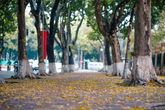   Khi những gánh hoa loa kèn còn chưa kịp hết, Hà Nội lại đón một mùa khác, 'mùa lá sấu bay.' Loài cây kỳ lạ chẳng rụng vào mùa thu lại chọn thời điểm giao mùa mà thay lá. (Ảnh: Minh Sơn/Vietnam+)  