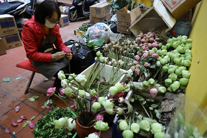 Thời điểm hiện tại, miền Bắc không có hoa sen, do yêu cầu của khách đặt hàng, cửa hàng Comida Ngon phải đặt mua tại nhiều tỉnh khác nhau.