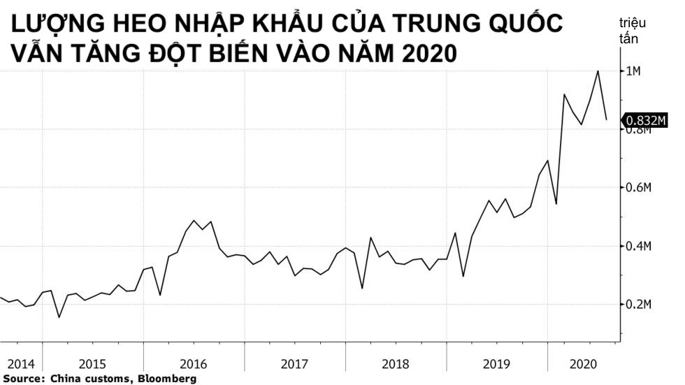 Trung Quốc vẫn tăng cường nhập khẩu thịt heo dù đàn đang được tái. Đồ hoạ: Bloomberg