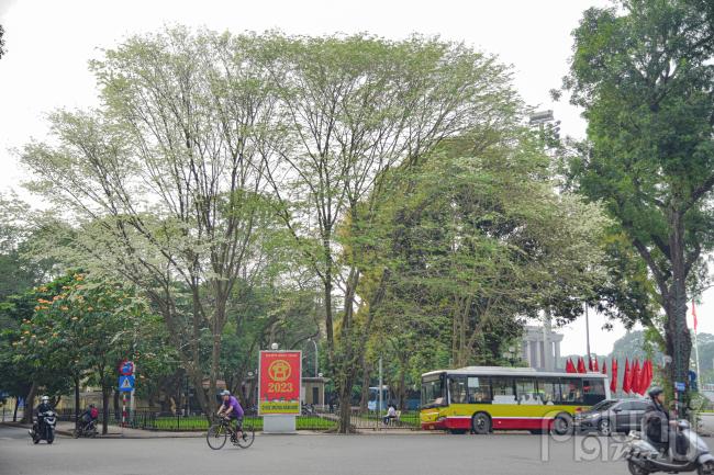 Cây sưa trên ngã năm Điện Biên Phủ, Chùa Một Cột, Chú Văn An, Tôn Thất Đàm bắt đầu nở rộ