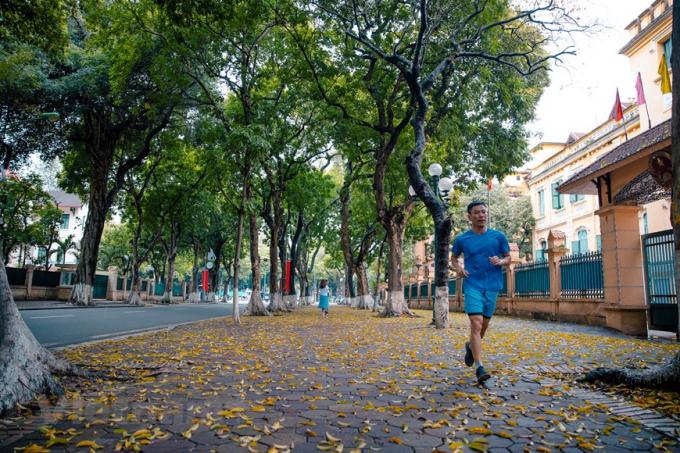   Chỉ trong vài ngày, có khi qua một cơn mưa, những cây sấu đột ngột trút lá rợp hè phố. (Ảnh: Minh Sơn/Vietnam+)  