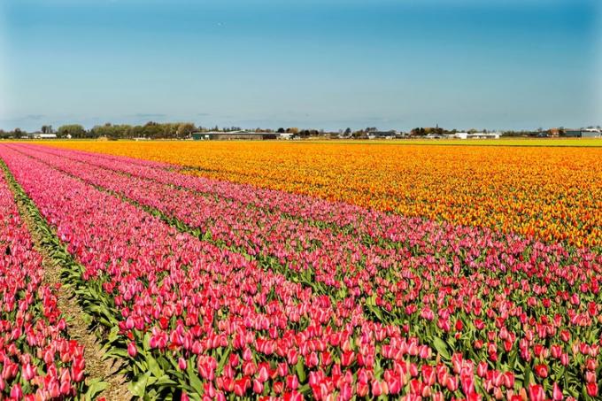 Vườn hoa Keukenhof, Hà Lan. Hà Lan luôn là một điểm đến yêu thích của du khách vào mùa xuân, nhờ những bông hoa tulip rực rỡ sắc màu nở rộ. Vườn hoa tulip Keukenhof trồng hơn 7 triệu bông hoa mỗi năm, với hơn 800 loại hoa tulip. Những cánh đồng hoa tulip màu hồng luôn khiến du khách ngất ngây.