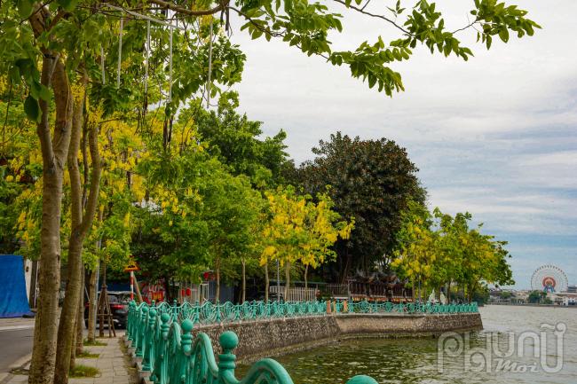 Cây muồng hoàng yến là loài cây trung tính, tốc độ mọc khá nhanh, ưa sáng và có khả năng chịu hạn tốt. 