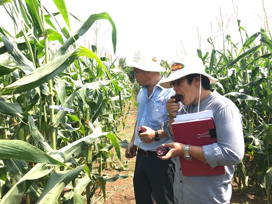 Giống bắp Nữ Hoàng Đỏ có thể ăn sống với vị rất ngọt.  