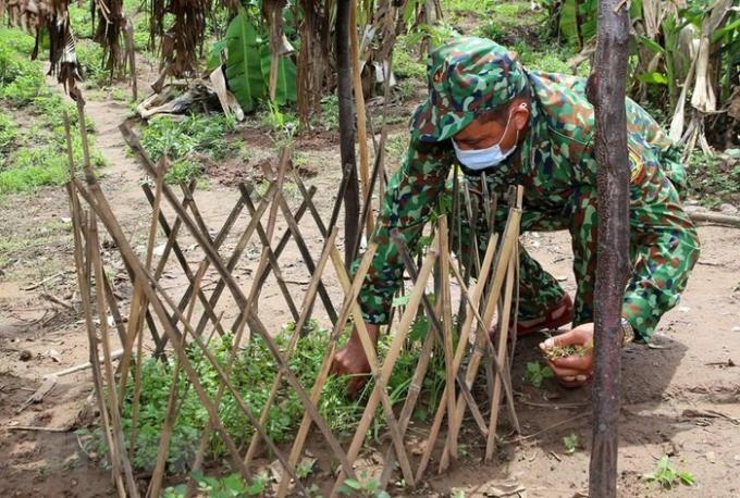   Vườn rau nhỏ của cán bộ chiến sỹ bộ đội Biên phòng Quảng Trị trên chốt biên giới. (Ảnh: Hồ Cầu/TTXVN)  