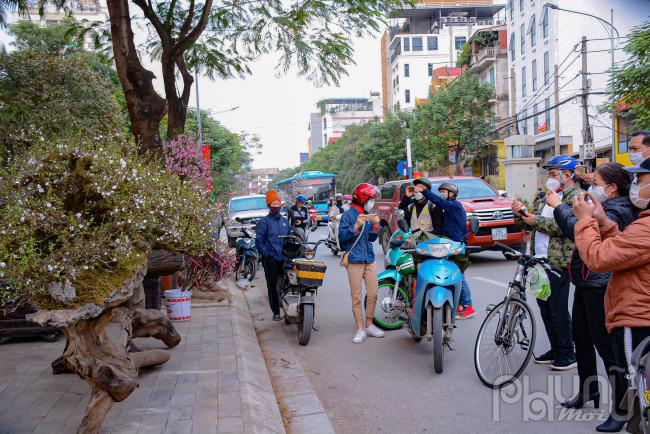 Những cây đào cổ thụ giá trị cao này thu hút rất nhiều người xem và chụp ảnh lưu lại.